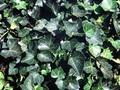 Hedera helix Remscheid Image 1