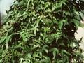 Hedera helix Sagittifolia Image 1