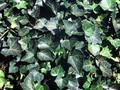 Hedera helix Woerner Image 1
