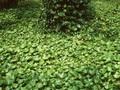 Hedera hibernica Image 1