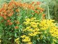 Helenium Baudirektor Linne Image 1