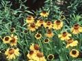 Helenium bigelovii Image 1