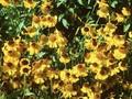 Helenium bigelovii Superbum Image 1