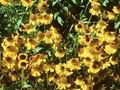 Helenium bigelovii The Bishop Image 1