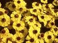 Helenium Blutentisch Image 1