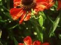 Helenium Feuersiegel Image 1
