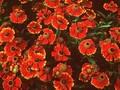 Helenium Flammenrad Image 1