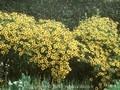 Helenium Gartensonne Image 1