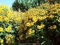 Helenium Goldrausch Image 1