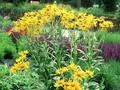 Helenium hoopesii Image 1