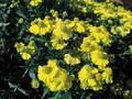 Helenium Kanaria Image 1