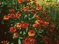Helenium Kupferzwerg Image 1