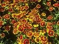 Helenium Margot Image 1