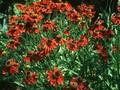Helenium Moerheim Beauty Image 1