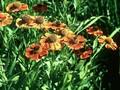 Helenium Waltraud Image 1