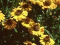 Helenium Wesergold Image 1