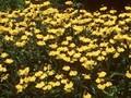Helenium Wyndley Image 1