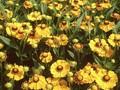 Helenium Zimbelstern Image 1
