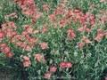Helianthemum Fire Dragon Image 1