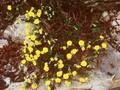Helianthemum oelandicum subsp alpestre Serpyllifolium Image 1