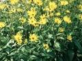Helianthus atrorubens Image 1