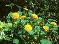 Helianthus decapetalus Plena Image 1