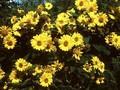 Helianthus decapetalus Soleil d Or Image 1