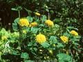 Helianthus decapetalus Triomphe de Gand Image 1