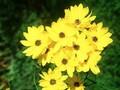 Helianthus orgyalis Image 1