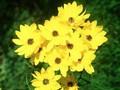 Helianthus salicifolius Image 1
