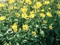 Helianthus sparsifolius Image 1