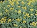 Helichrysum Schwefellicht Image 1