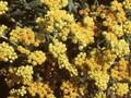 Helichrysum Goldkind Image 1
