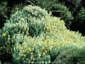 Helichrysum splendidum Image 1