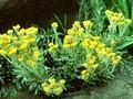 Helichrysum thianschanicum Image 1