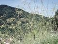 Helictotrichon sempervirens Pendulum Image 1