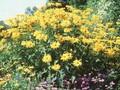 Heliopsis helianthoides var scabra Benzinggold Image 1