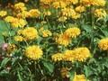 Heliopsis helianthoides var scabra Goldgefieder Image 1