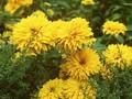 Heliopsis helianthoides var scabra Goldspitze Image 1