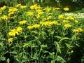 Heliopsis helianthoides var scabra Jupiter Image 1