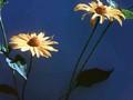 Heliopsis helianthoides var scabra Karat Image 1