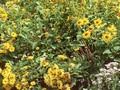 Heliopsis helianthoides var scabra Orion Image 1