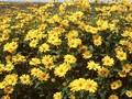 Heliopsis helianthoides var scabra Soleil d Ete Image 1