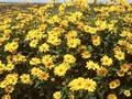 Heliopsis helianthoides var scabra Sommersonne Image 1