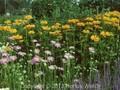 Heliopsis helianthoides var scabra Sonnenglut Image 1