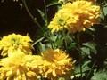 Heliopsis helianthoides var scabra Sonnenschild Image 1