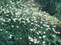 Heliosperma alpestre Image 1