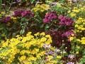 Heliotropium arborescens Image 1