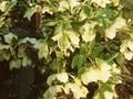 Helleborus antiquorum Image 1