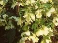 Helleborus caucasicus Image 1